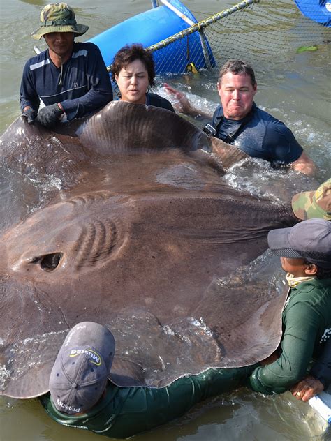 Enormous stingray sets world record for largest .
